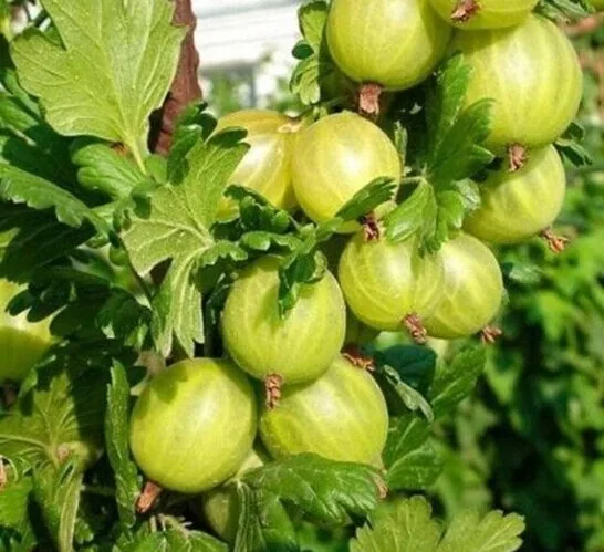 Agrastai