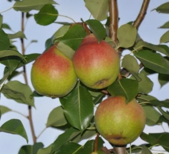 Alka