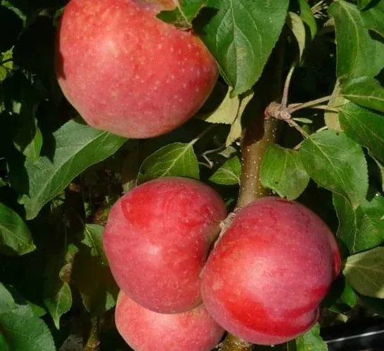 Baiba