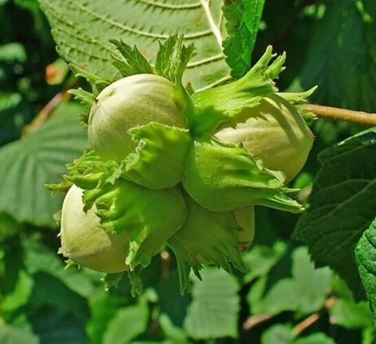 Barselona