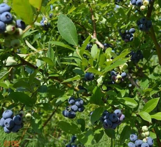 Bluecrop