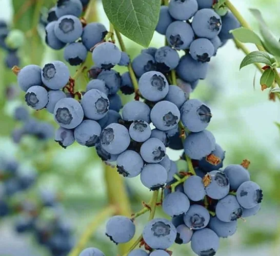 Blue Gold