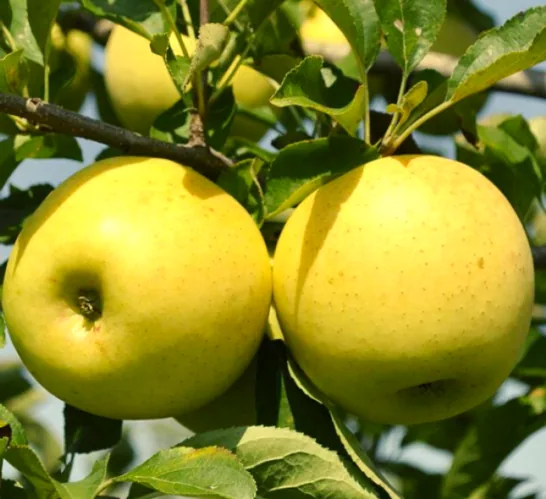 Golden Delicious
