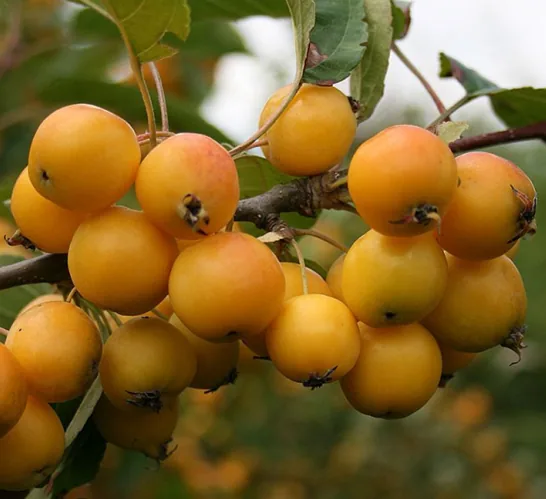 Golden Hornet