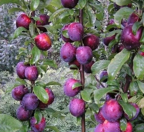 Kolonovidnaja