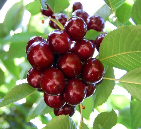 Lapinš