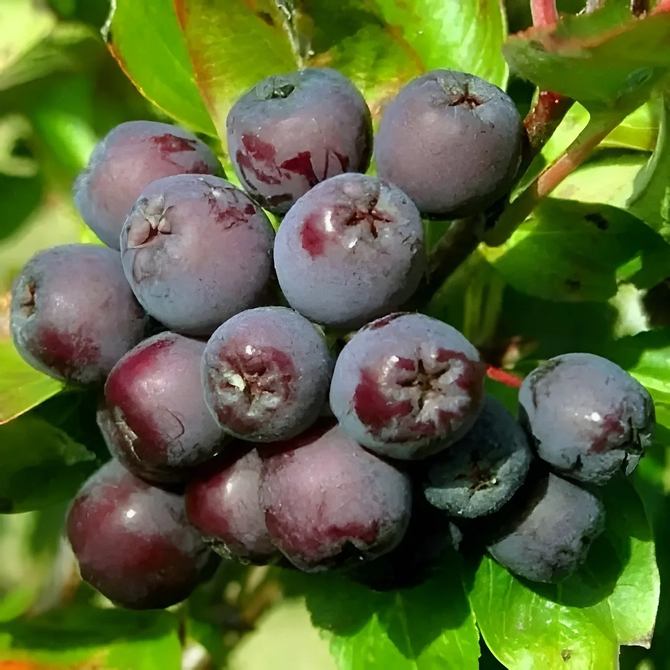 Likiornaja