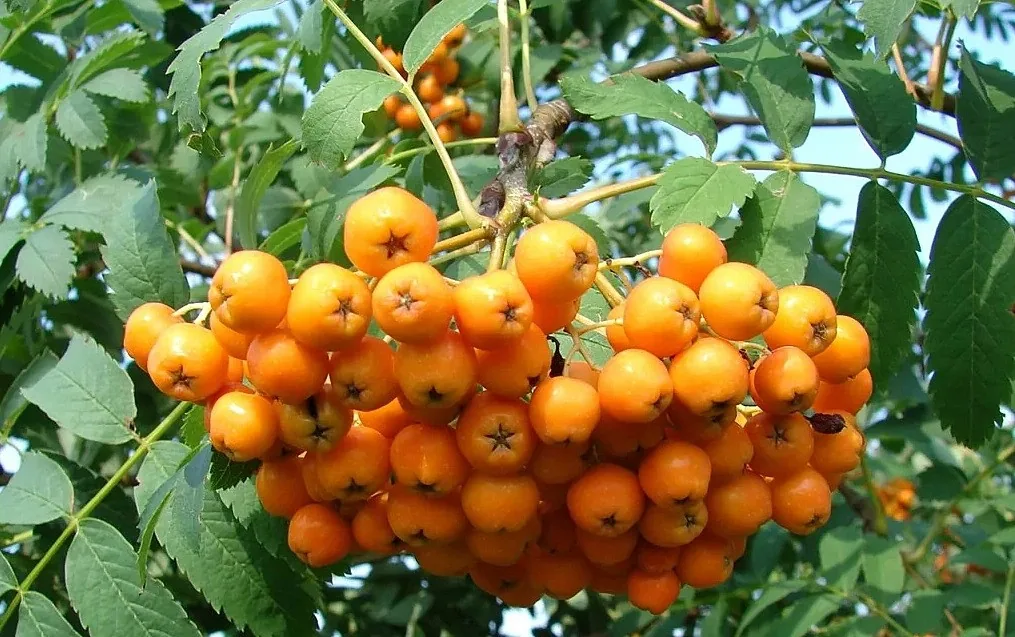 Sacharnaja