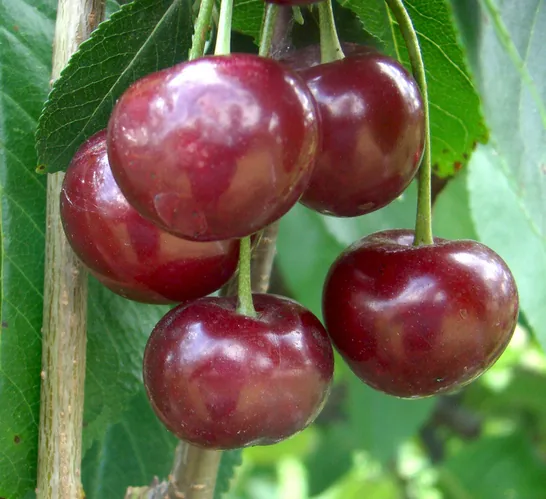 Šalunja