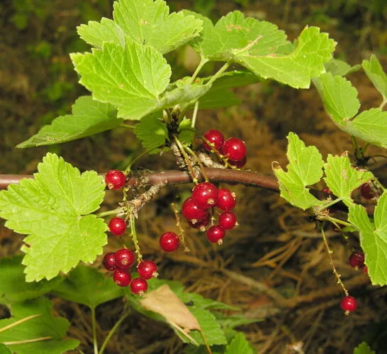 Serbentai